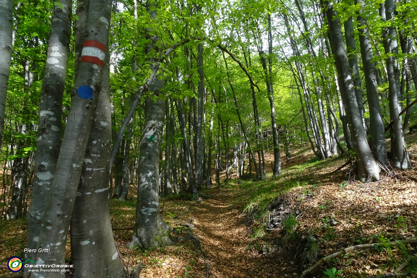 34 Ora in bosco di prevalente faggeta.JPG